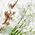 K2 Cayon White Flowers osveživač vazduha 250ml